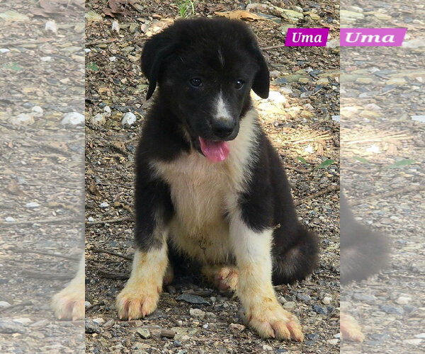 Medium Photo #1 Great Pyrenees-Unknown Mix Puppy For Sale in Alexander, AR, USA