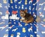 Puppy 1 Yorkshire Terrier