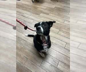 Australian Shepherd-Unknown Mix Dogs for adoption in Rowlett, TX, USA