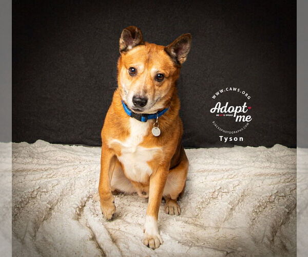 Medium Photo #1 Mutt Puppy For Sale in Salt Lake City, UT, USA