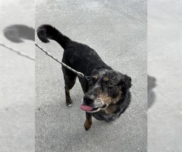 Medium Photo #1 Mutt Puppy For Sale in Houston, TX, USA