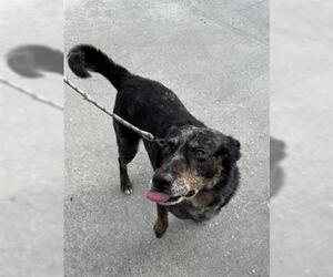 Mutt Dogs for adoption in Houston, TX, USA