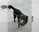 Small Mutt