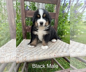 Bernese Mountain Dog Puppy for sale in SPENCER, IN, USA