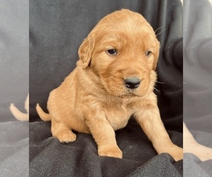 Golden Retriever Puppy for sale in DELTA, CO, USA