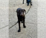 Marshall - Male Labrador Retriever-Miniature Pinscher Mix Dog for Adoption - Small photo