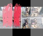 Small Photo #1 German Shepherd Dog Puppy For Sale in OKLAHOMA CITY, OK, USA
