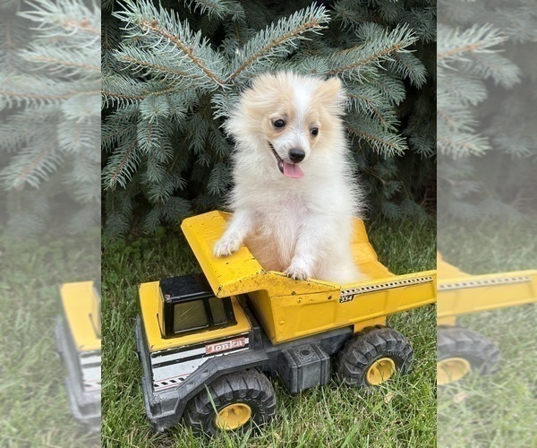 Medium Photo #5 Pomeranian Puppy For Sale in MIDDLEBURY, IN, USA