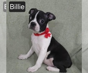 Boston Terrier Puppy for sale in MINERAL WELLS, WV, USA