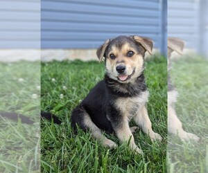 German Shepherd Dog Puppy for Sale in WOODBURN, Kentucky USA