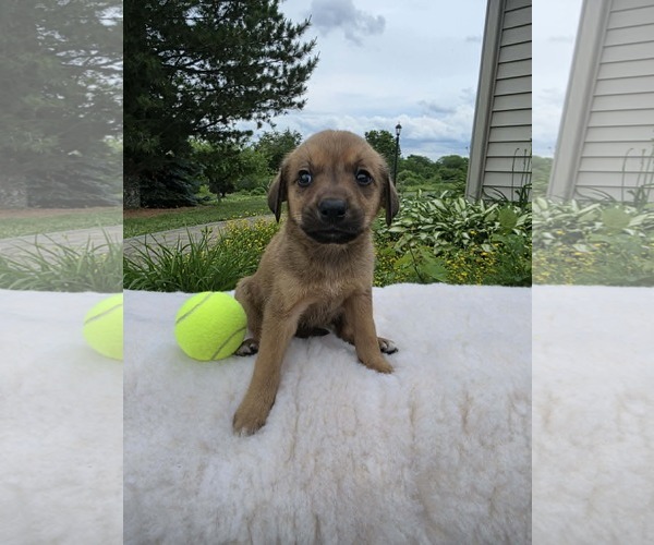 Medium Photo #2 German Shepherd Dog-Unknown Mix Puppy For Sale in SHERBURNE, NY, USA
