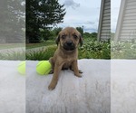Small #1 German Shepherd Dog Mix