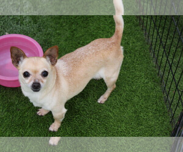 Medium Photo #1 Chihuahua Puppy For Sale in Imperial Beach, CA, USA