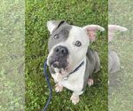 Small #2 American Bulldog