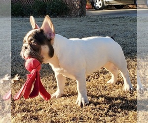 French Bulldog Puppy for sale in BOYD, TX, USA