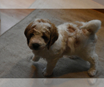 Small Photo #8 Miniature Bernedoodle Puppy For Sale in URBANA, IL, USA