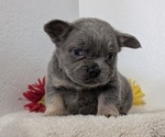 Small #4 French Bulldog