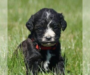 Poodle (Standard)-Springerdoodle Mix Puppy for sale in SAINT IGNATIUS, MT, USA