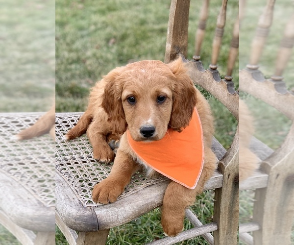 Medium Photo #6 Irish Doodle Puppy For Sale in WOOSTER, OH, USA