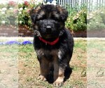 Small Photo #16 German Shepherd Dog Puppy For Sale in MURRIETA, CA, USA