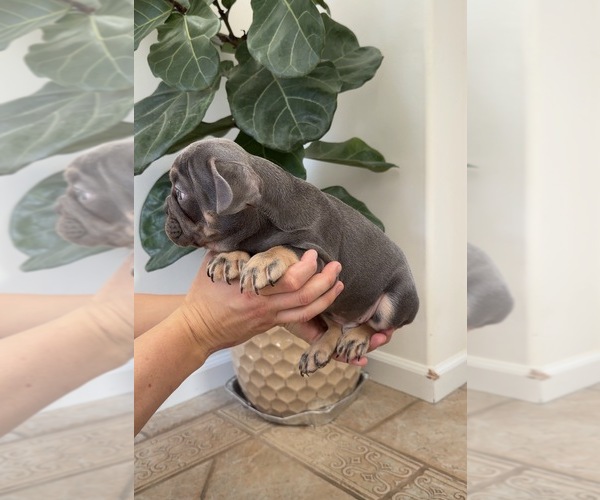 Medium Photo #3 French Bulldog Puppy For Sale in METUCHEN, NJ, USA