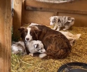 Mother of the Border Collie puppies born on 07/07/2021