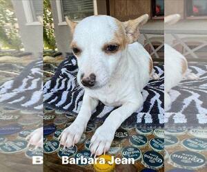 Medium Chihuahua Mix