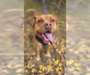 Apollo - Male American Staffordshire Terrier-Boxer Mix Dog for Adoption - Photo #7