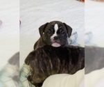 Small Photo #6 Miniature Bulldog Puppy For Sale in CENTER VALLEY, PA, USA