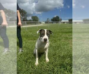 Catahoula Leopard Dog Dogs for adoption in Vero Beach, FL, USA