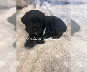 Medium Cockapoo (Miniature)