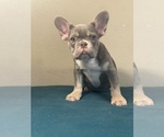 Small Photo #5 French Bulldog Puppy For Sale in CHOCTAW, OK, USA