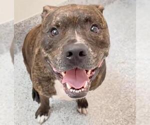 Mutt Dogs for adoption in Houston, TX, USA