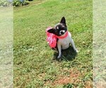 Small Photo #3 Chihuahua Puppy For Sale in HAMPTON, VA, USA