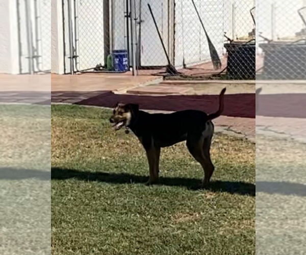 Medium Photo #4 Mutt Puppy For Sale in Woodland Hills, CA, USA