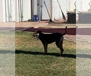 MARVIN - Male Mutt Dog for Adoption - Photo #4