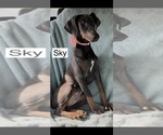 Small #7 Doberman Pinscher