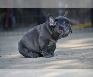 French Bulldog Puppy for sale in AUGUSTA, KS, USA