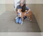 Small #2 American Pit Bull Terrier Mix