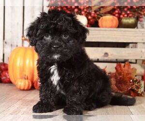 Shih Tzu Puppy for sale in MOUNT VERNON, OH, USA