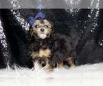 Small #5 Poodle (Toy)