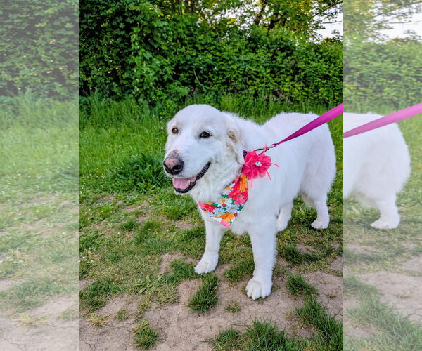 Medium Photo #6 Great Pyrenees Puppy For Sale in Spring, TX, USA