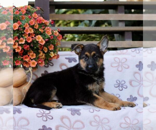 Medium Photo #2 German Shepherd Dog Puppy For Sale in LANCASTER, PA, USA