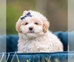 Puppy Dottie Maltipoo (Miniature)