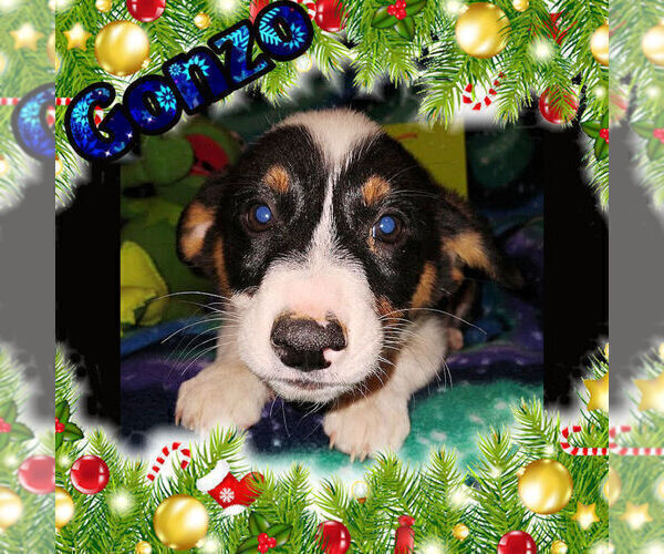 Medium Photo #3 Cowboy Corgi Puppy For Sale in GALLEGOS, NM, USA