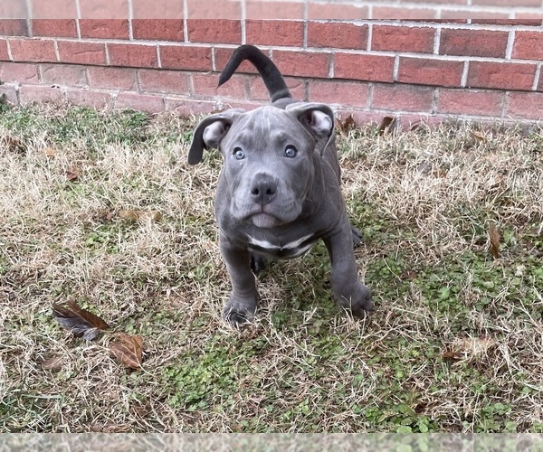 Medium Photo #10 American Bully Puppy For Sale in UPPER MARLBORO, MD, USA