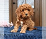 Small #1 Cavapoo (Miniature)
