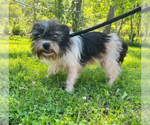 Medium Photo #1 ShiChi Puppy For Sale in Peoria, IL, USA