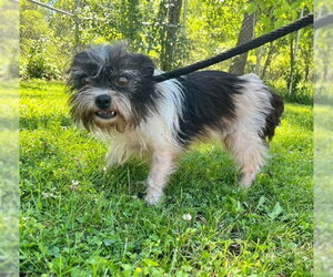ShiChi Dogs for adoption in Peoria, IL, USA