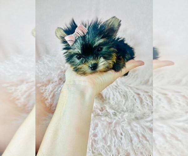 Medium Photo #16 Yorkshire Terrier Puppy For Sale in THONOTOSASSA, FL, USA